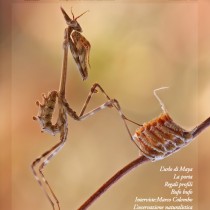 Magazine