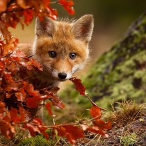 Colori d’autunno